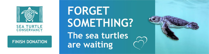 This example of the retargeting marketing idea for nonprofits is from the Sea Turtle Conservancy. 